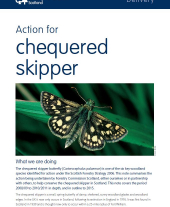 Action for Chequered Skipper
